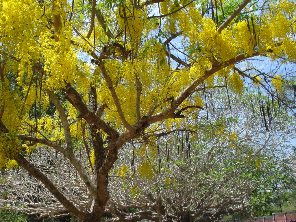 Golden Shower Tree a photo on Flickriver