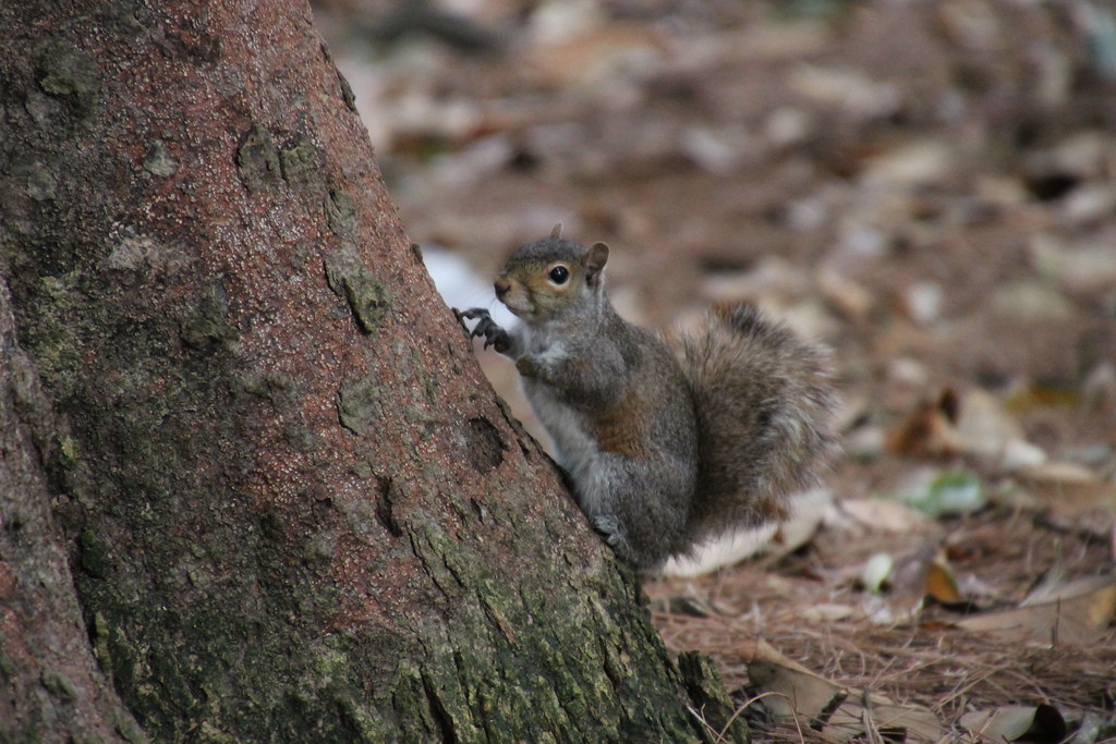 Squirrels at Vanderbilt University (Nashville, Tennessee) … Flickr