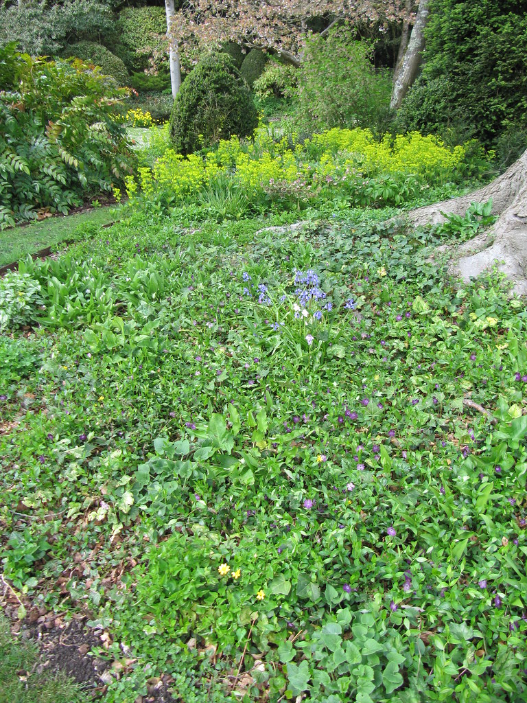 Woodland ground cover A spring visit to the lovely West De… Flickr