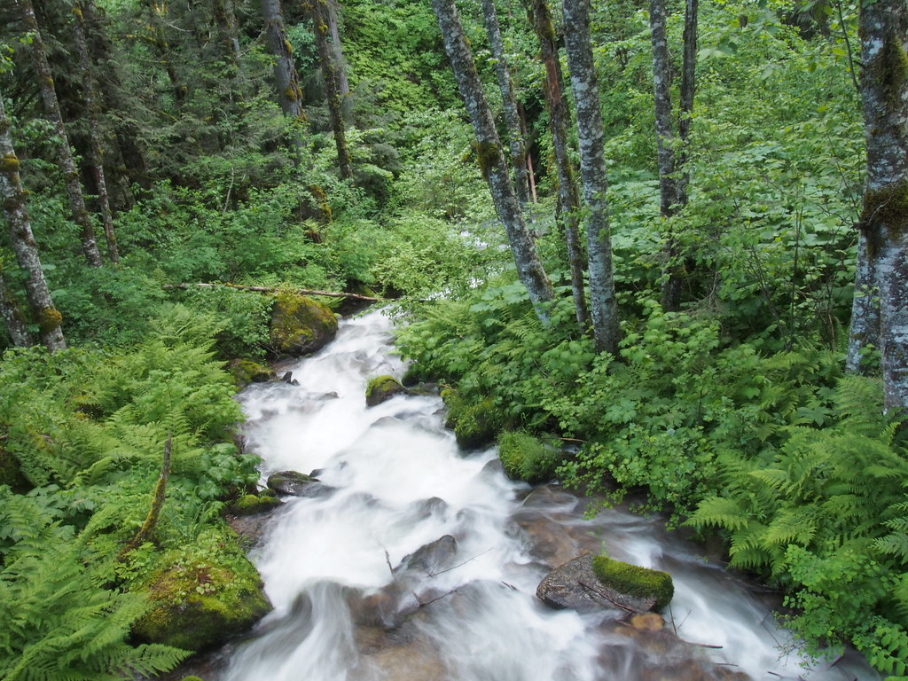 Fern Creek Idaho Inland Temperate Rainforest North Idaho. … Flickr