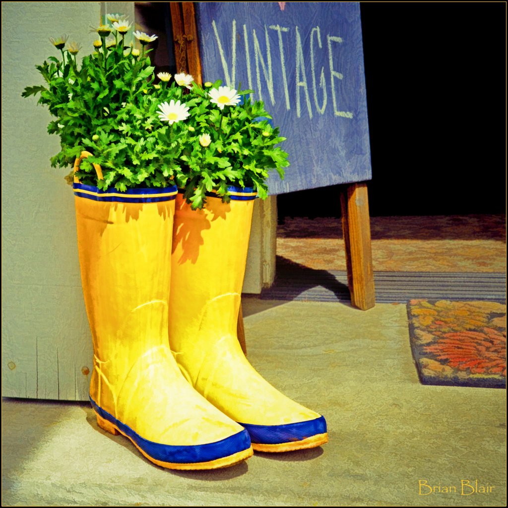 Yellow Boots Yellow rain boots as flower pots outside a sh… Flickr