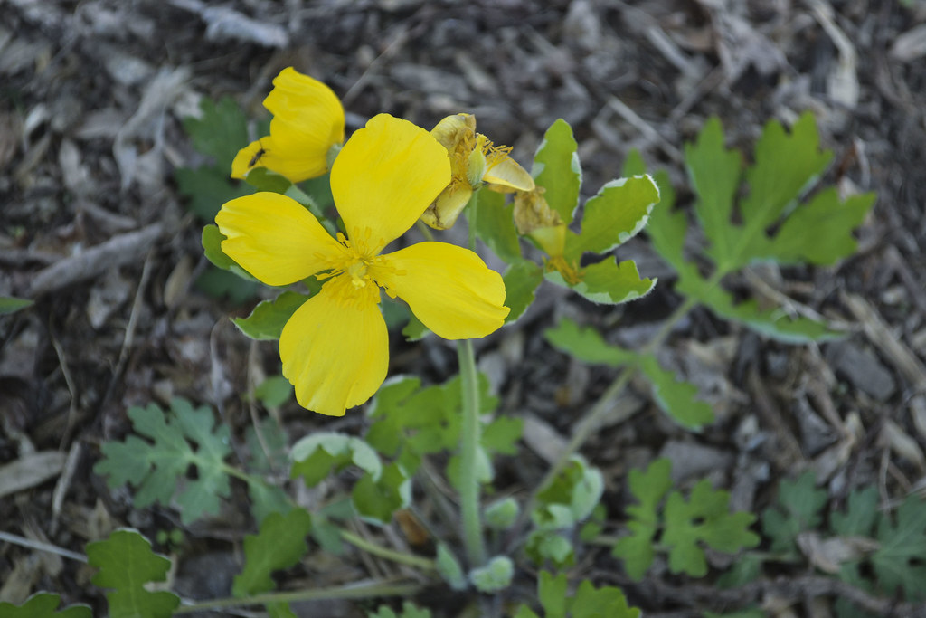 Wood Poppy aka Celandine (Stylophorum diphyllum) Chesapeake