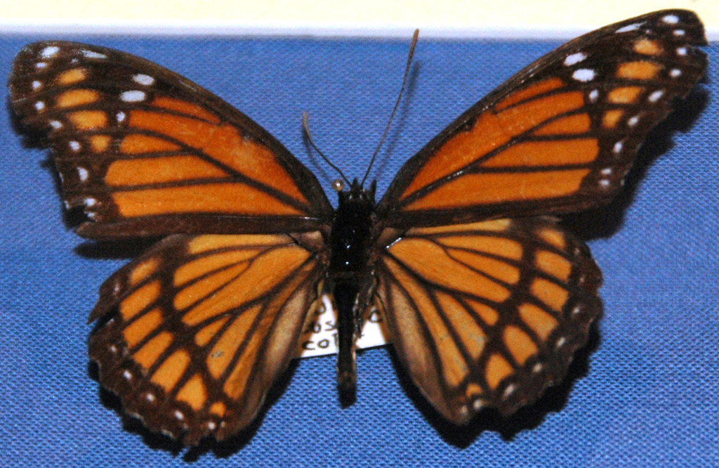Limenitis archippus (viceroy butterfly) (Kentucky, USA) a photo on