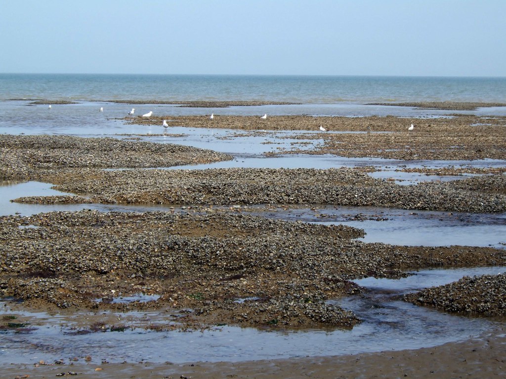 Oyster Beds Oyster Beds near to Reculver Jon Combe Flickr