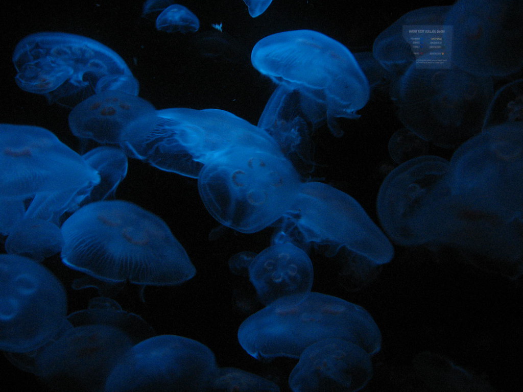 Jellyfish At the New England Aquarium in Boston, MA. Perry G Flickr