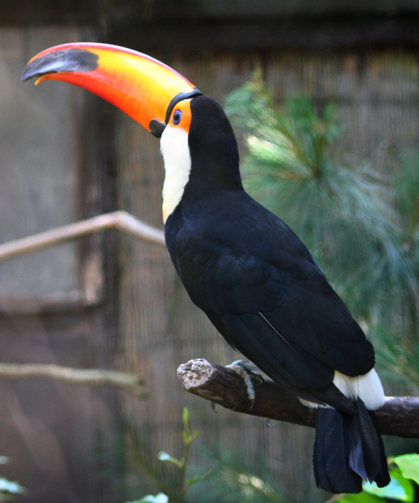Toucan Toucan Birdworld, Hampshire, UK Sean Flickr