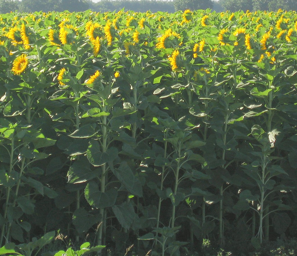 Sunflowers in the Morning Near Dixon, California Flickr