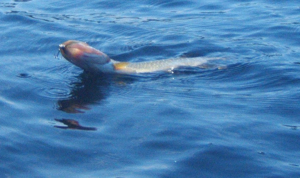 muskie le fameux muskie, cousin du brochet qui peut attein… Flickr