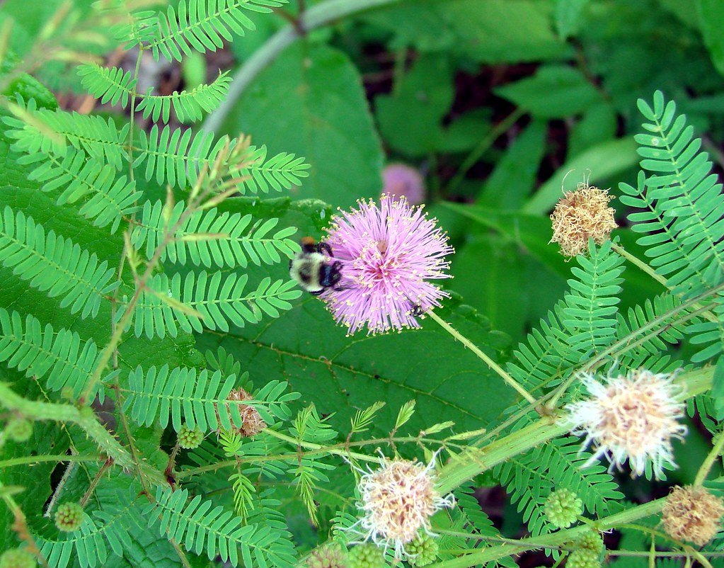 Bee on sensitive plant flower Sensitive plants are a membe… Flickr
