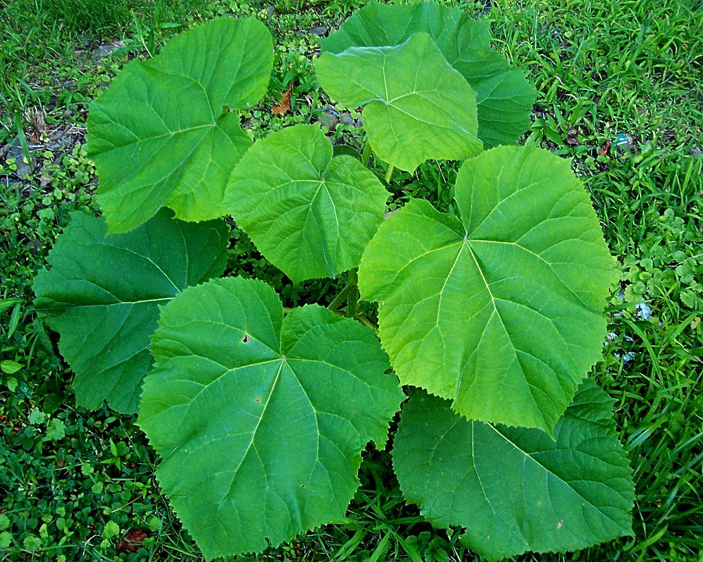 Big leaf weed This weed is growing in my back yard. It loo… Flickr