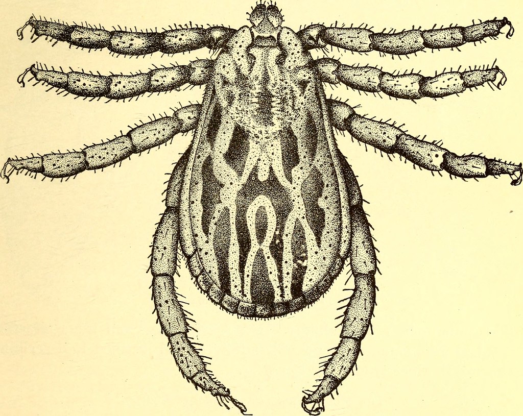 Image from page 108 of "Cattle ticks (Ixodoidea) of the Un… Flickr