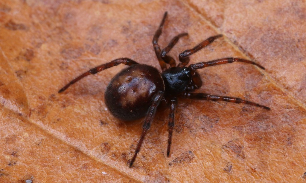 Steatoda bipunctata Rabbit Hutch Spider (Steatoda