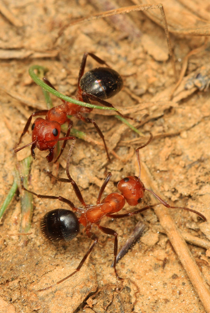 Day 123 Allegheny Mound Ant Formica exsectoides, Soldi… Flickr