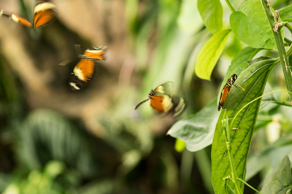 Wisley Butterfly House Matt White Flickr