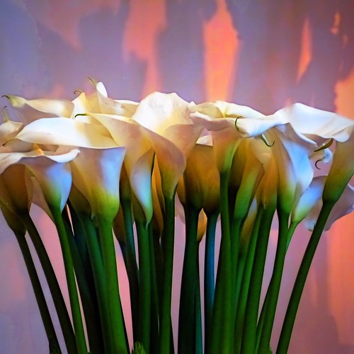 Enjoy Floral Arrangements From These 5 Flower Shops in Jacksonville, FL