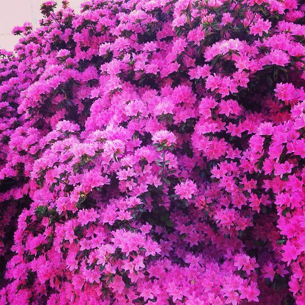 Flowers give us color and color give us joy elsalvador… Flickr