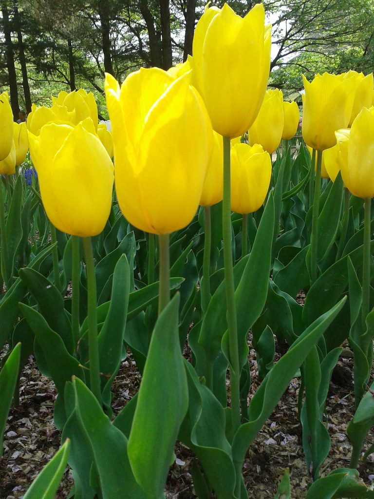 Yellow Tulip Yellow tulips used to represent hopeless love… Flickr