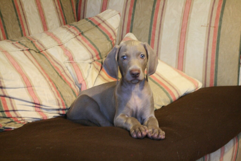 Untitled The Butler Pets Flickr