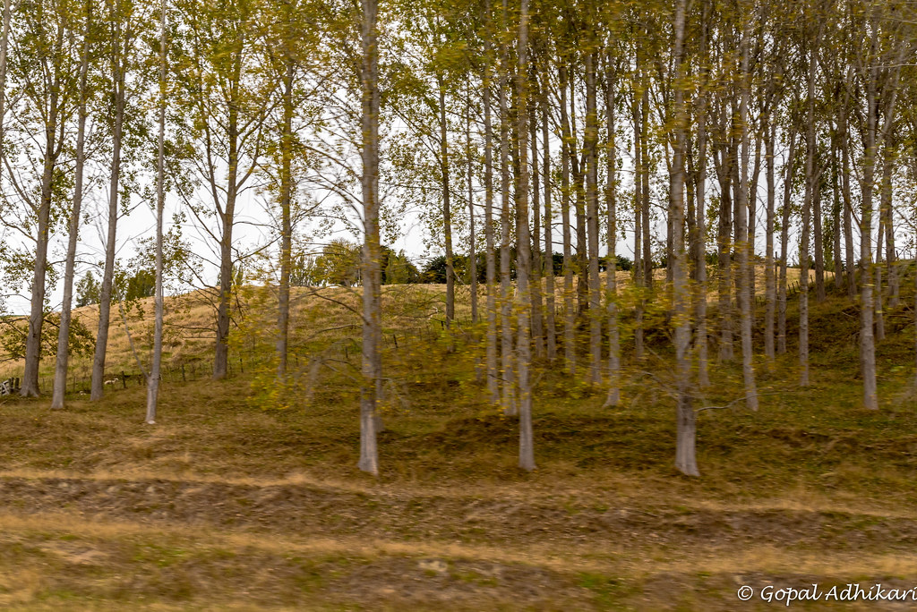 Elevation of Mount Curl Road, Marton, New Zealand Topographic Map