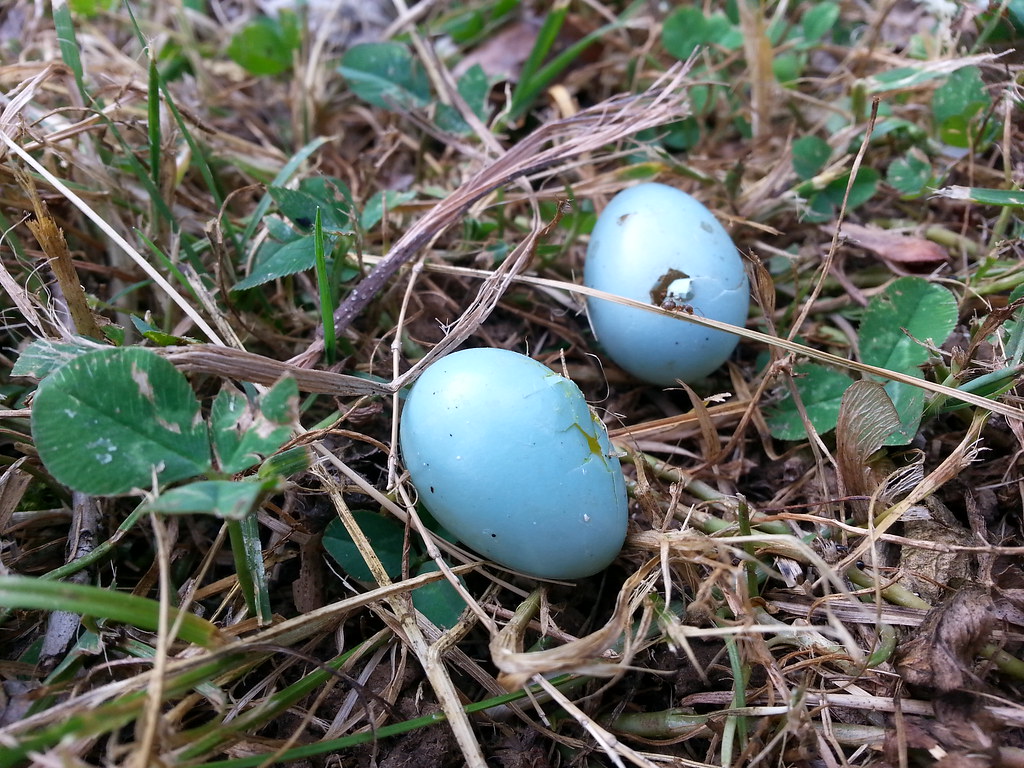 BlueBird Eggs I found these Bluebird eggs laying on the gr… Flickr