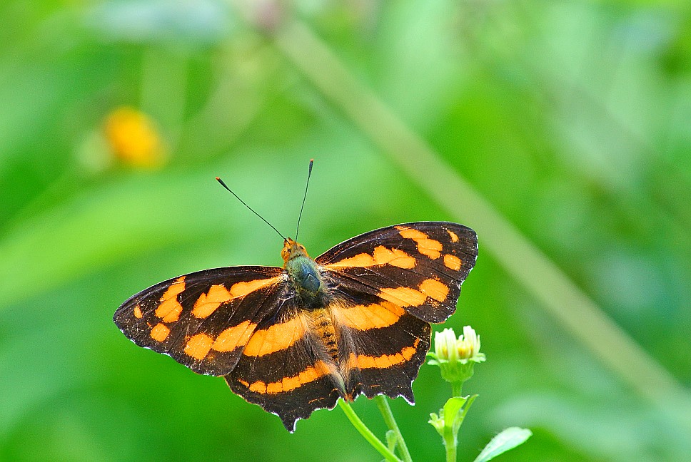 110 | s_po_cw | Flickr