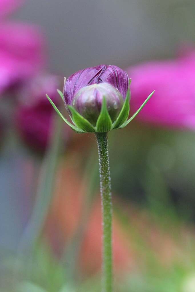 Pink Cosmos slowly new bloom of my flowers after the hail … Flickr