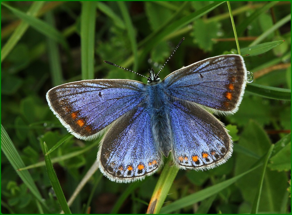 Female Common Blue basking A female common blue butterfly … Flickr