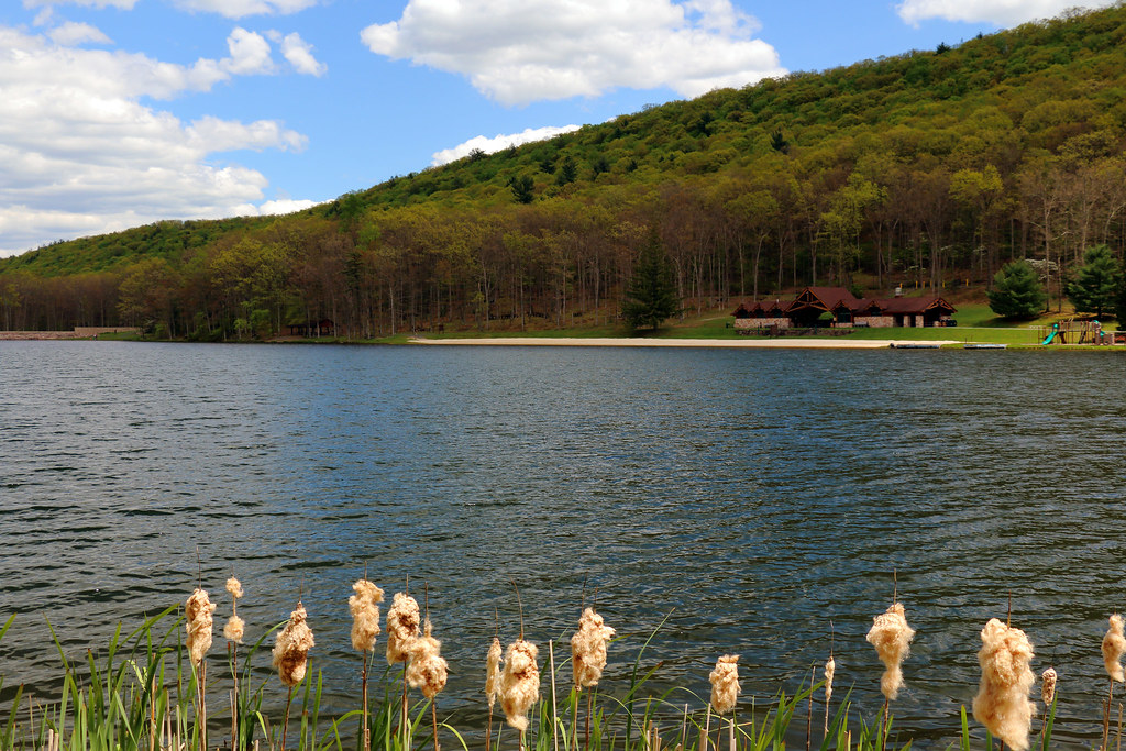 Cattails line the lake at Poe Valley State Park, Pennsylvania a photo