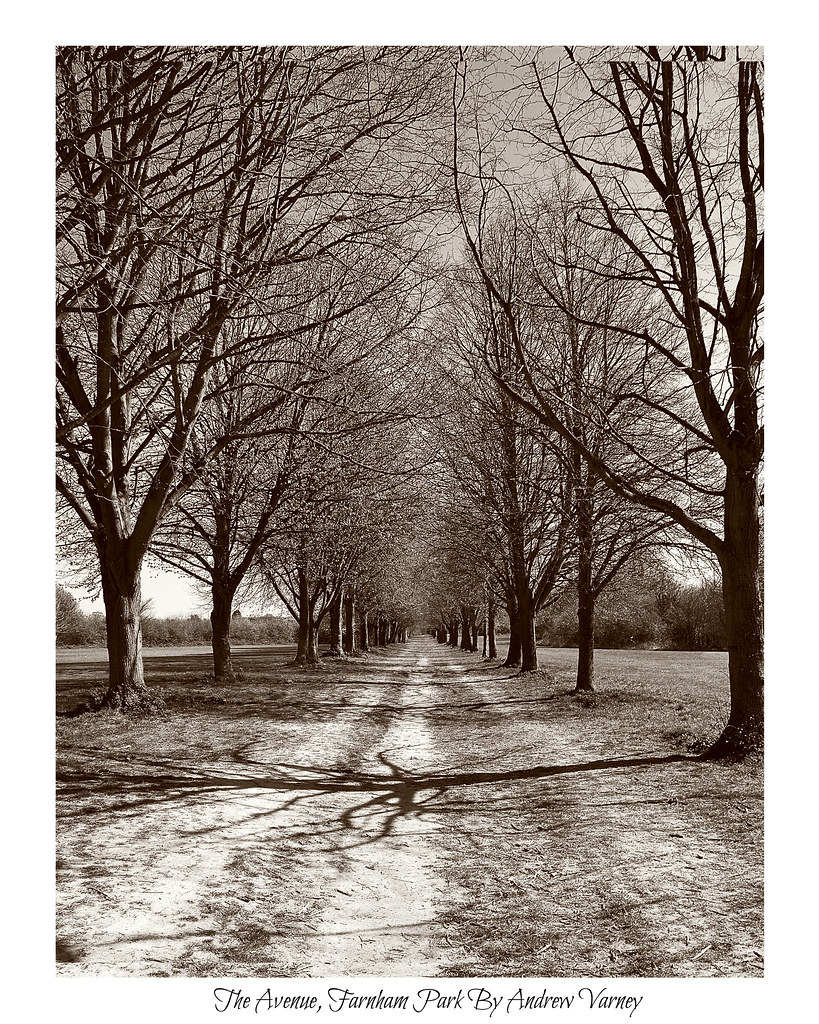 The Avenue 103/365 The Avenue, Farnham Park, Surrey Andrew Varney