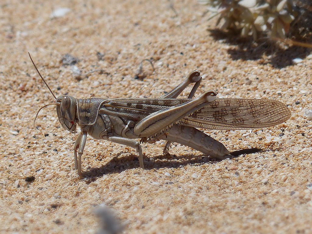 Criquet pèlerin (Schistocerca gregaria) Criquets pèlerins … Flickr