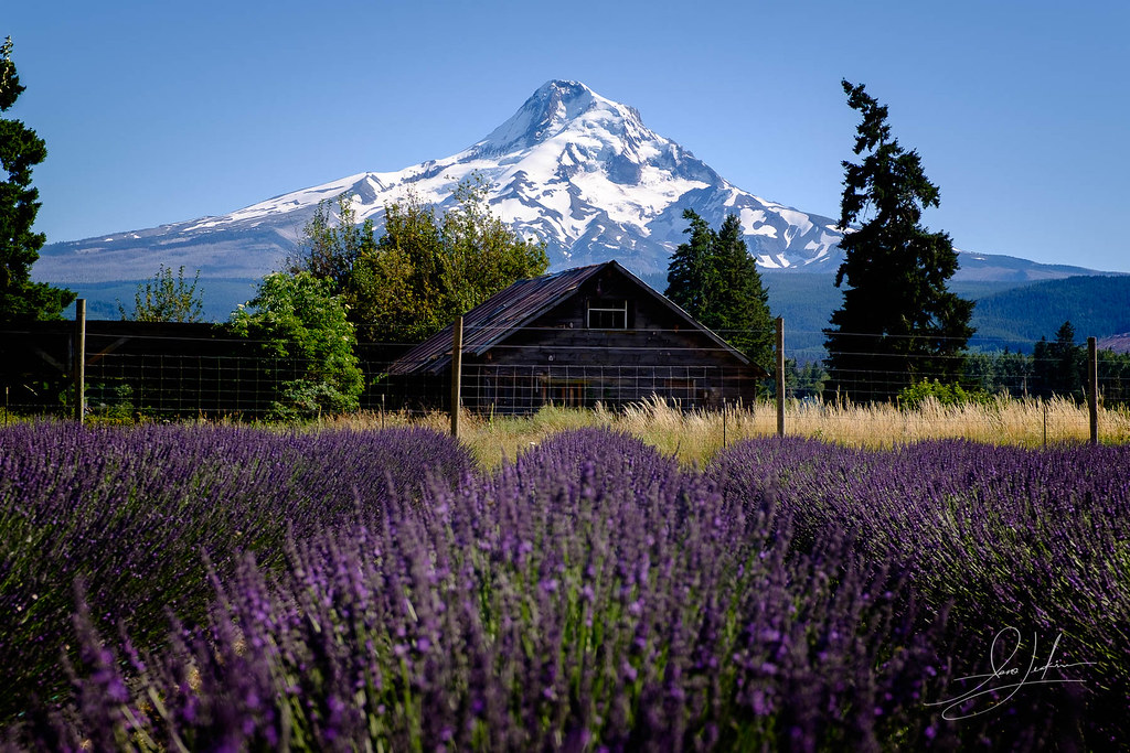 A view of Mount Hood from a Lavender field in Hood River Flickr