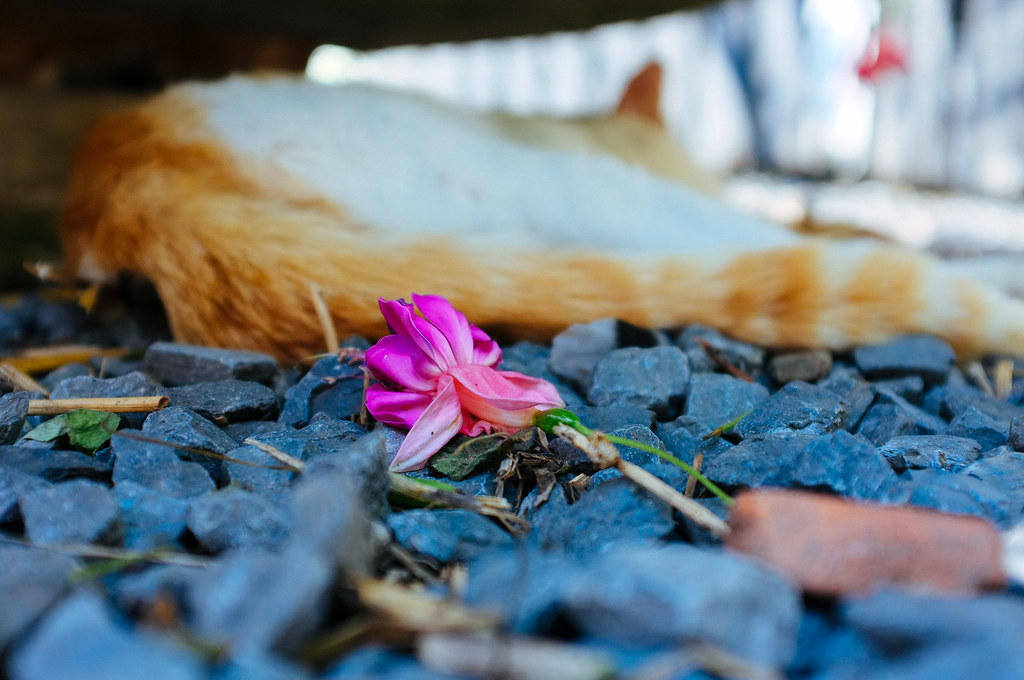 Decaying flowers...cats can't be bothered Tjarko Busink Flickr