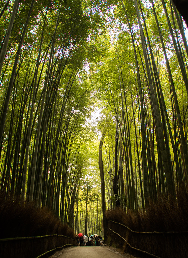 Arashiyama Bamboo Grove Kyoto Japan Murat Boztas Flickr