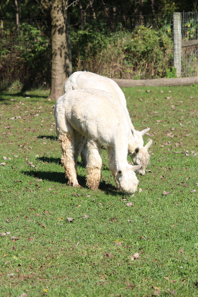 Waldron Grove Alpaca Farm Days j.miner Flickr