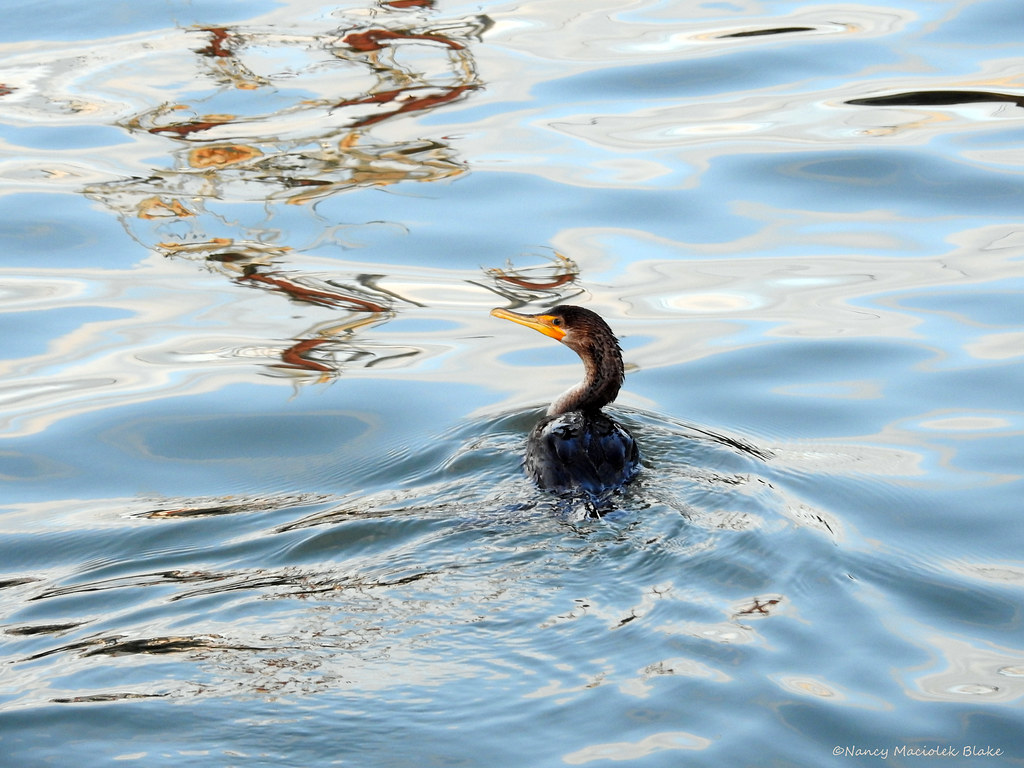 cormorant fishing Plymouth Harbor, Massachusetts NancyM Flickr