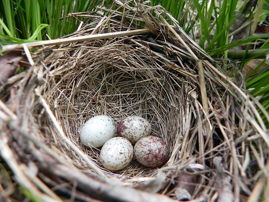Ground nesting bird I found this nest under a rose bush in… Flickr