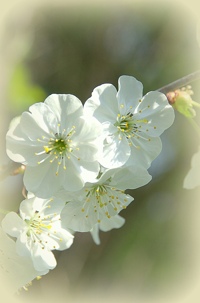 Flowers are alive Take time to stop and enjoy life Robert Herrera Flickr