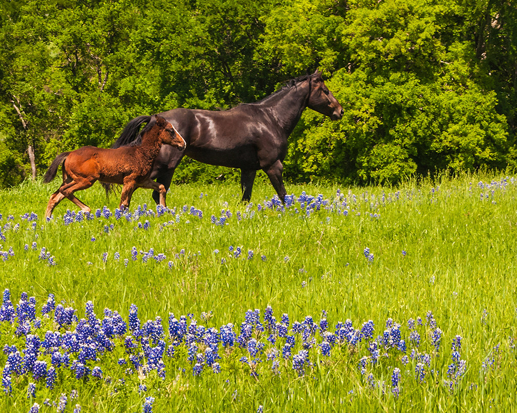 Ennis_horses_03_1200 R D Roberts Flickr