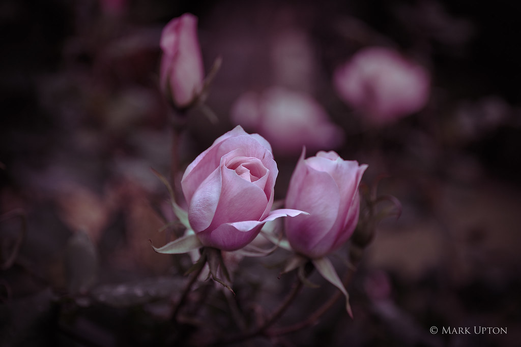 Floribunda Rose Blushing Pink Knockout Mark Upton Flickr
