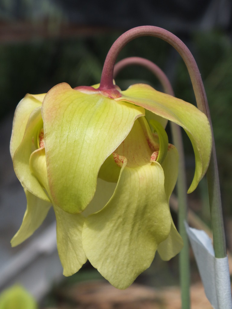 Sarracenia leucophylla Yellow flowered form, ,Citronelle, … Flickr