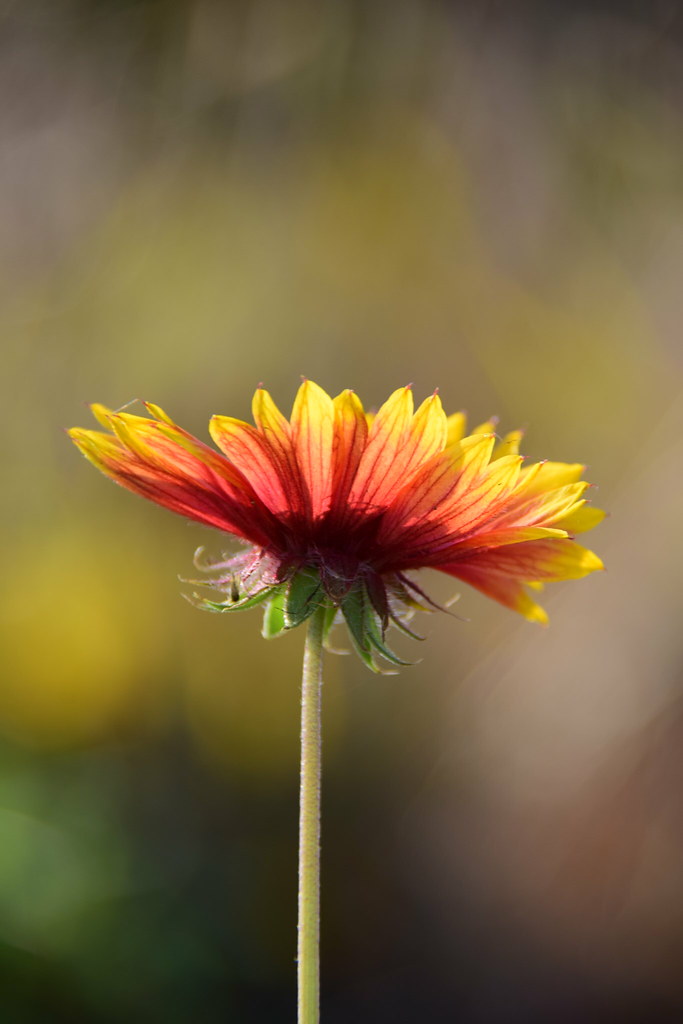 Flowers say I am sorry. Chanel says... I've learnt my less… Flickr