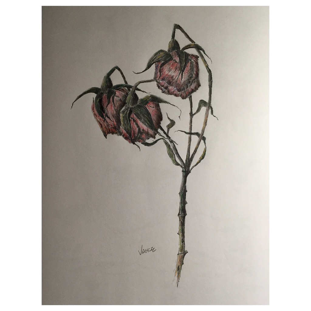 Discover more than 77 dead rose sketch best in.eteachers