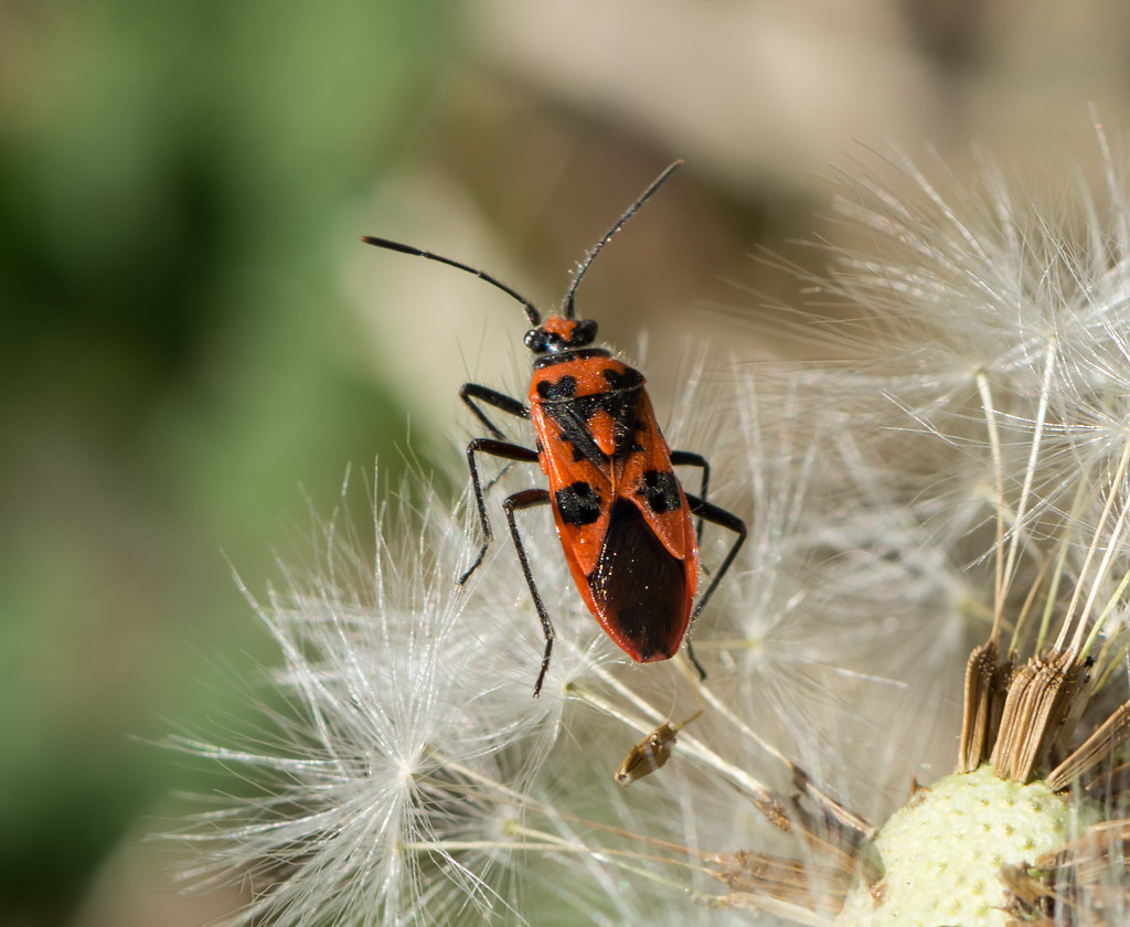 Red and Black Squash Bug. Adam Colegate Flickr