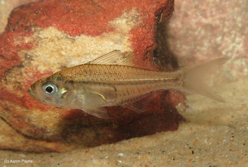 Port Jackson Glassfish (Ambassis jacksoniensis) Port Jacks… Flickr