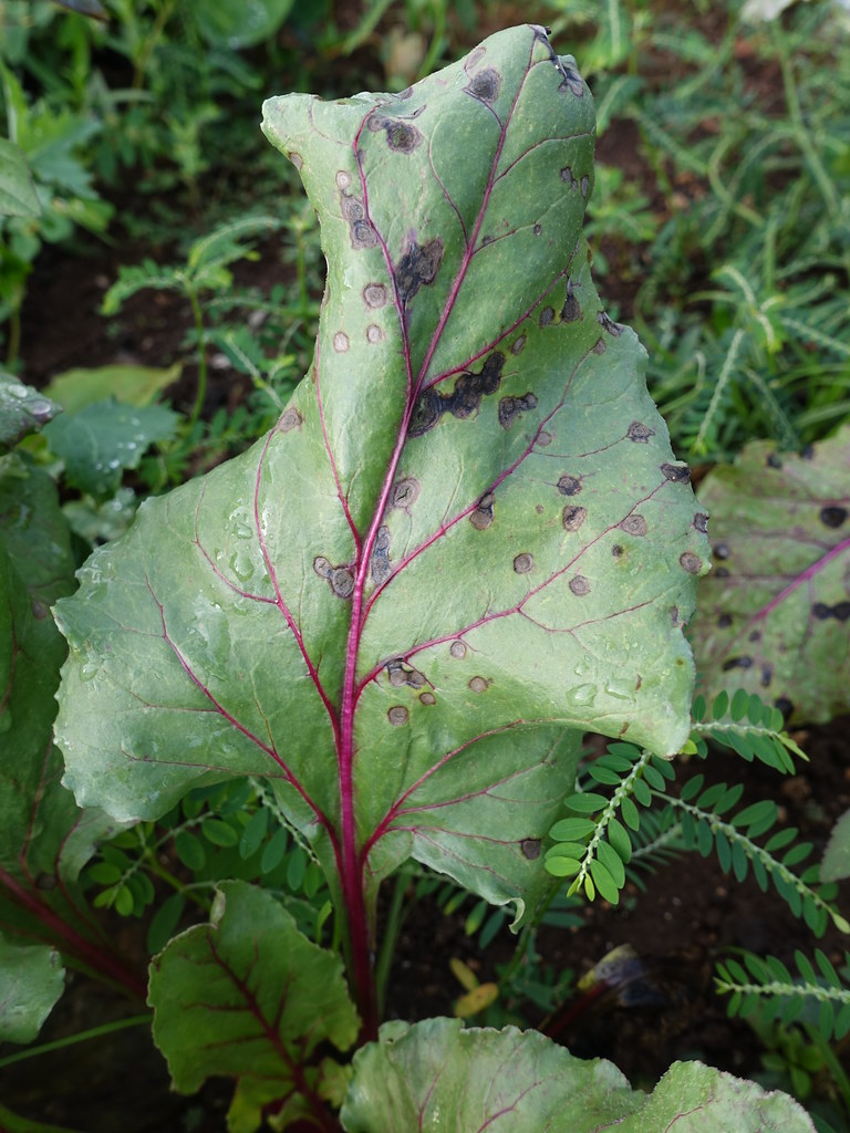 Beet Cercospora leaf spot Scot Nelson Flickr