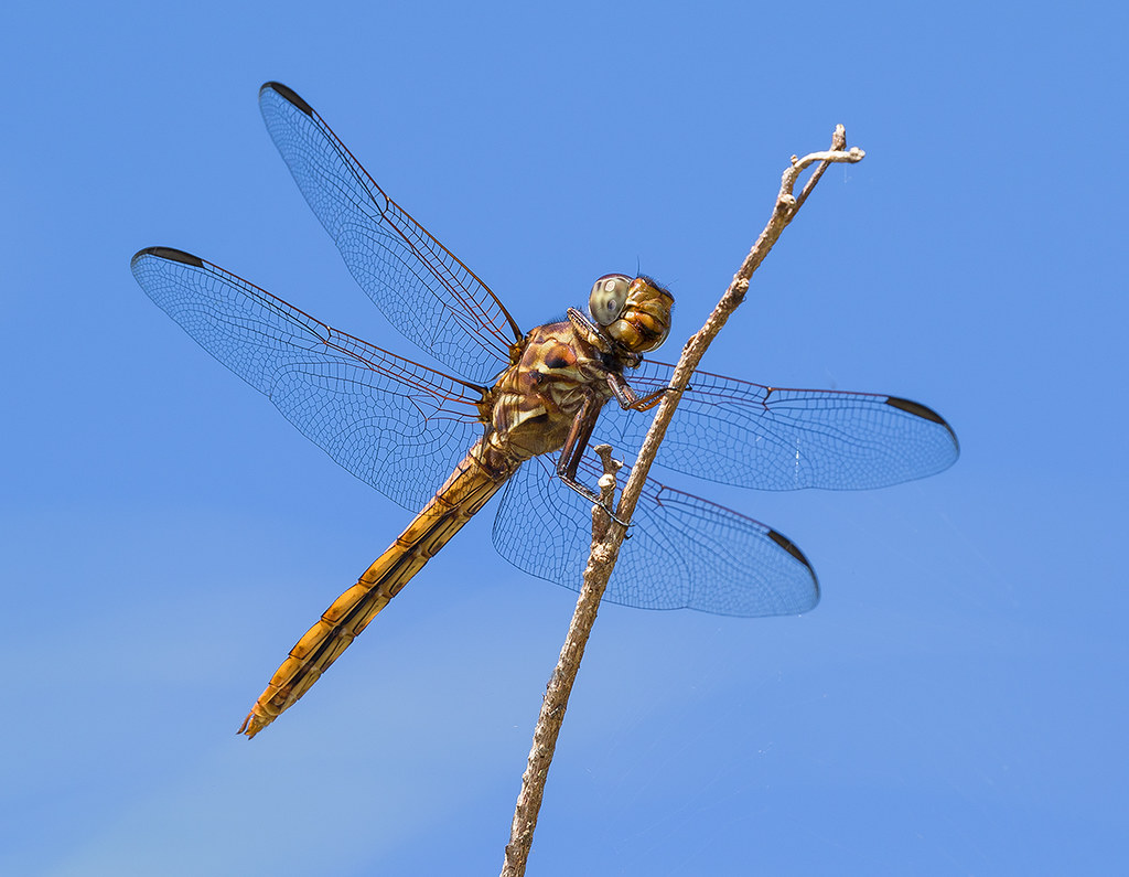 Roseate Skimmer Dragonfly, Fairchild Tropical Botanic Gard… Flickr