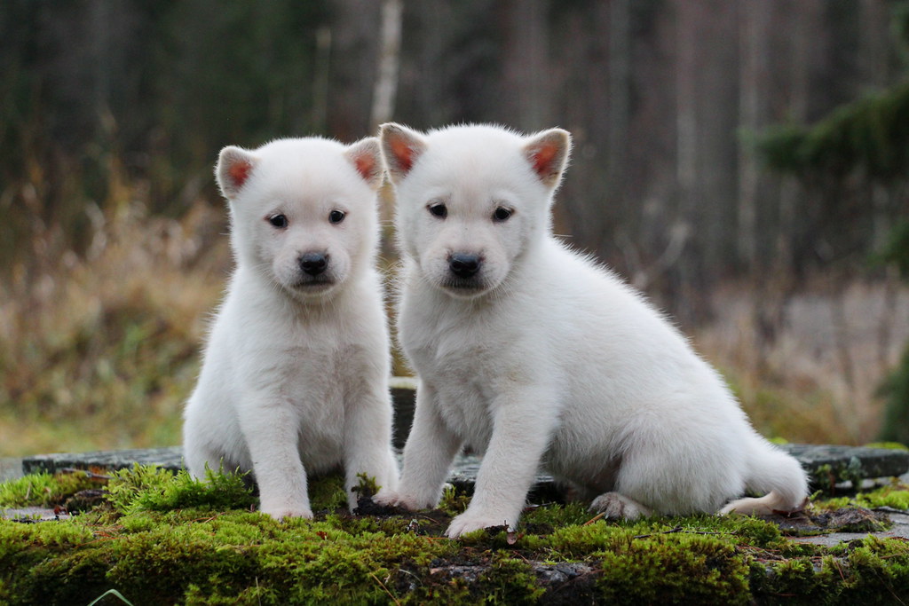 Little kishus 5 weeks old kishu puppies RonjaV Flickr