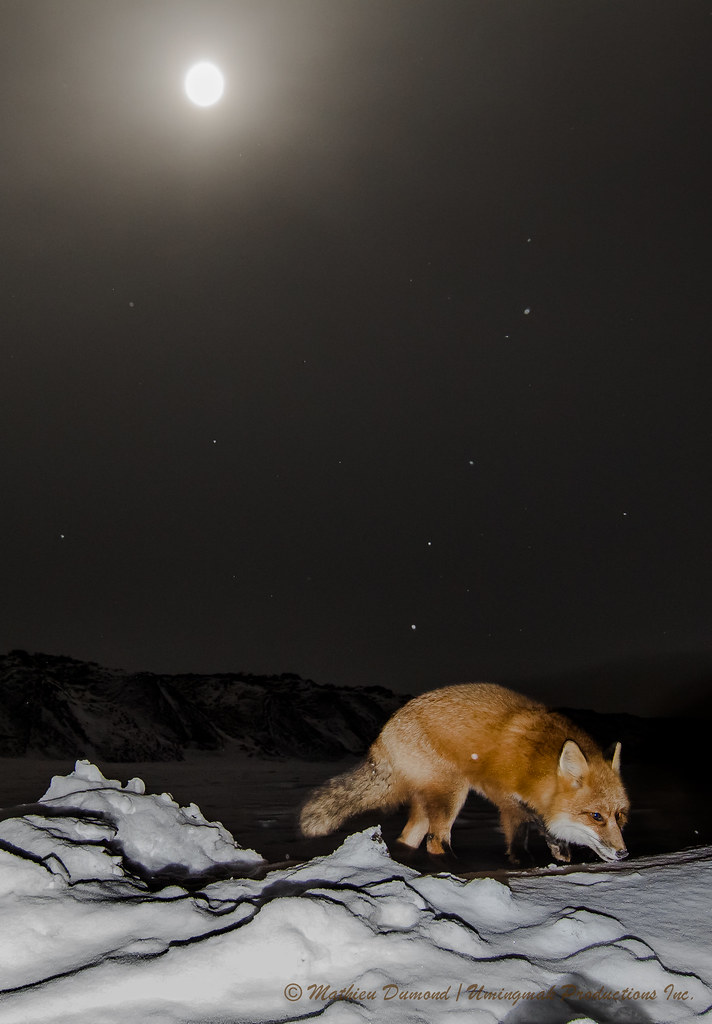 Red Fox under the Moon9826 Part of my fox remote photogra… Flickr