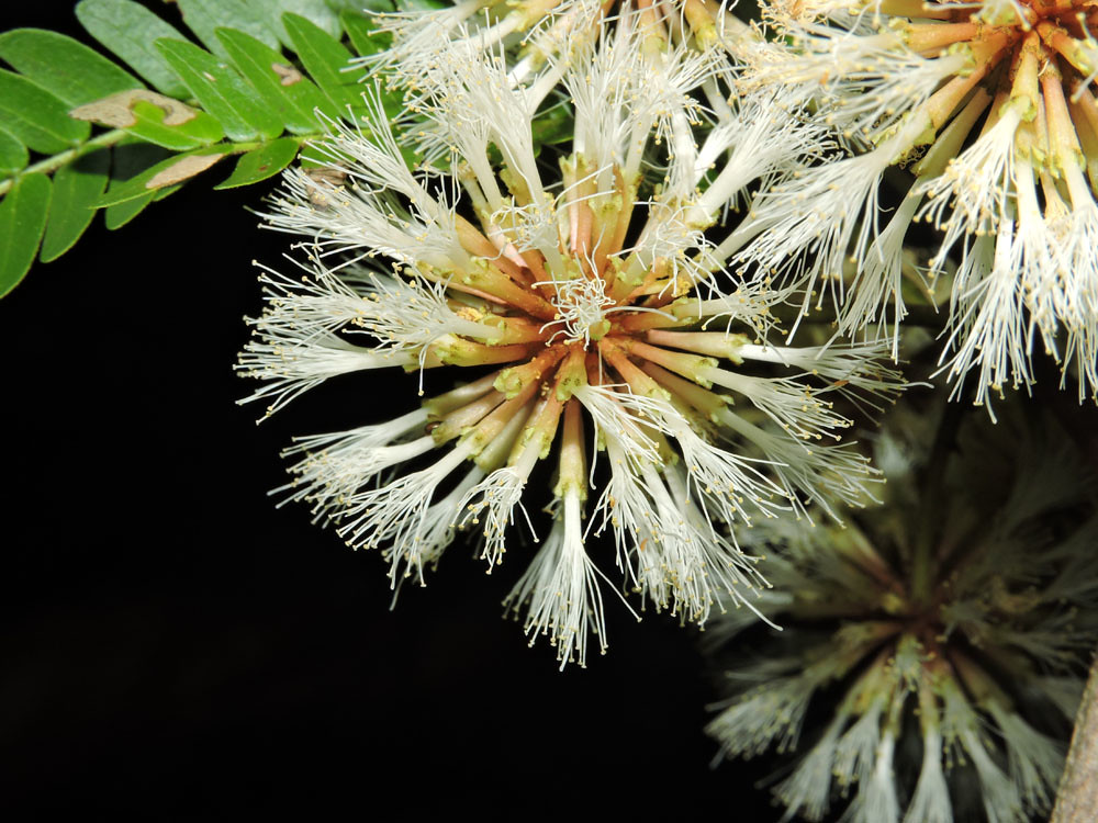 Cojoba arborea (L.) Britton & Rose Vascular Plants of the … Flickr