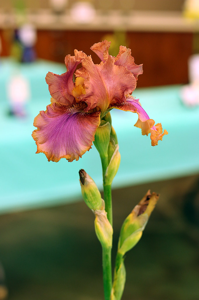 Mother's Day Flower Show 2015 "Wench" Mother's Day Flowe… Flickr